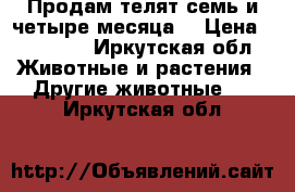 Продам телят семь и четыре месяца. › Цена ­ 20 000 - Иркутская обл. Животные и растения » Другие животные   . Иркутская обл.